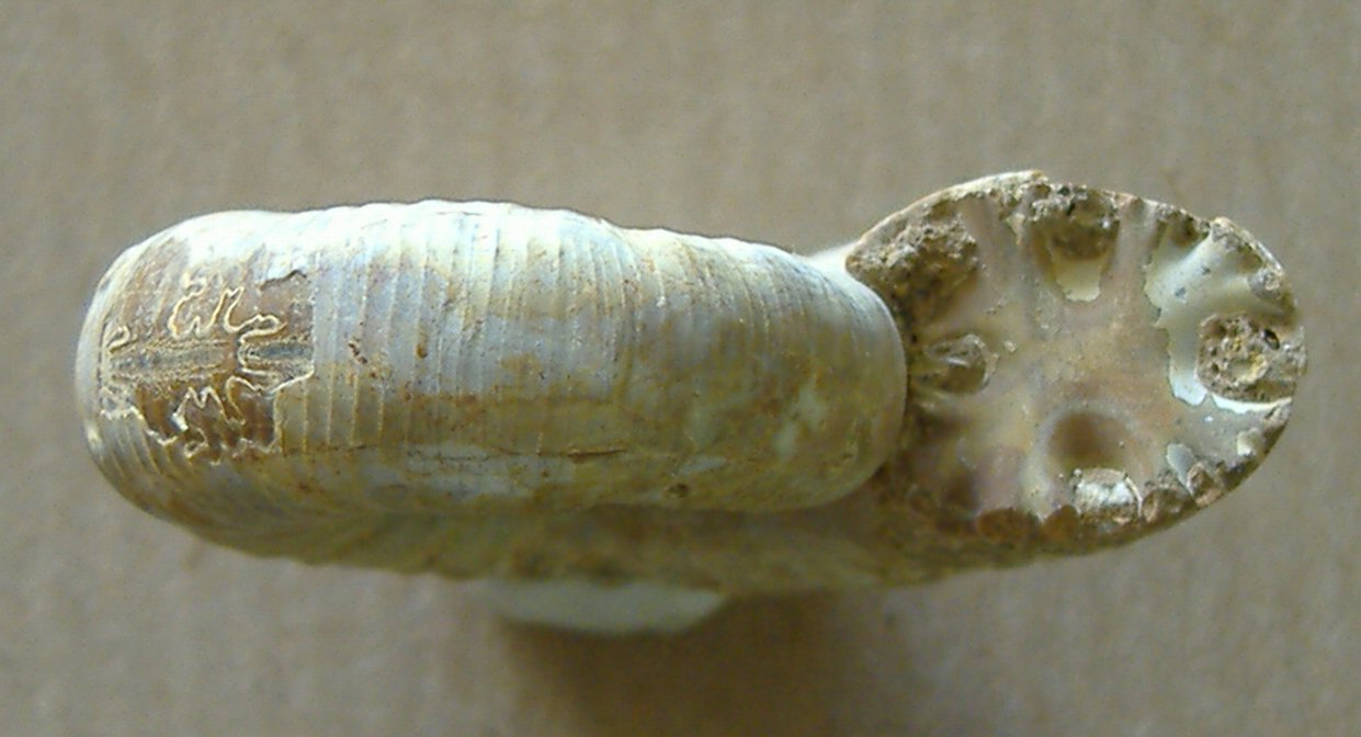 AMMONITE 1